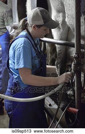 Brother and sister attaching milk machines to cows on dairy farm View Large Photo Image Stock Image - Brother and sister attaching milk machines to cows on dairy farm. Fotosearch