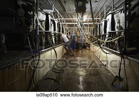 Brothers and sister attaching milk machines to cows on dairy farm View Large Photo Image Stock Image - Brothers and sister attaching milk machines to cows on dairy farm. Fotosearch