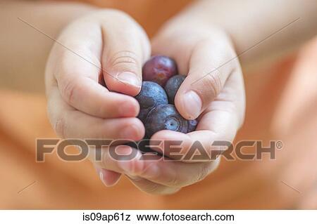 Close up of male toddlers hands holding blueberries View Large Photo Image Stock Photo - Close up of male toddlers hands holding blueberries. Fotosearch