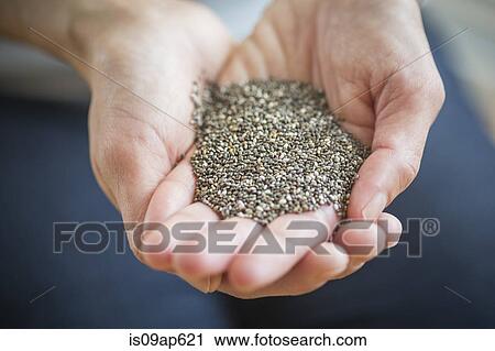 Close up of womans hands holding chia seeds View Large Photo Image Stock Image - Close up of womans hands holding chia seeds. Fotosearch