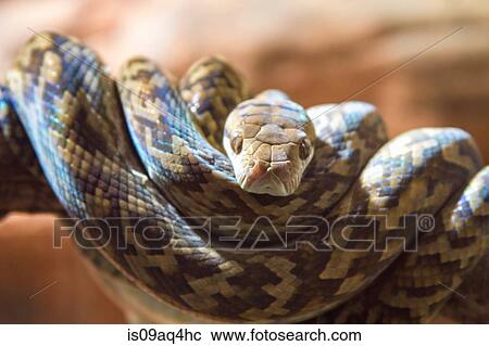 "Close up portrait of brown snake coiled on tree branch, Australia" View Large Photo Image Stock Image - "Close up portrait of brown snake coiled on tree branch, Australia". Fotosearch