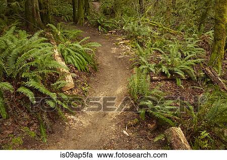 Dirt track in forest View Large Photo Image Stock Image - Dirt track in forest. Fotosearch