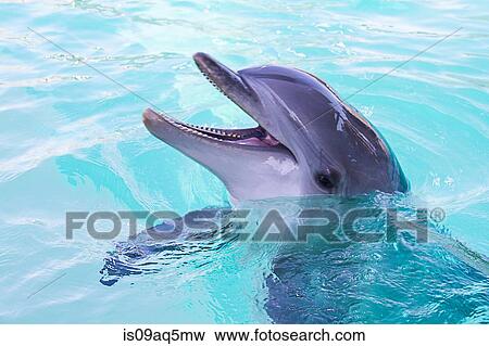 Dolphin in water View Large Photo Image Stock Photo - Dolphin in water. Fotosearch