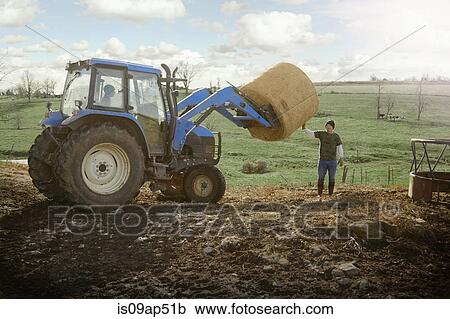 Farming brothers driving tractor moving hay stack on dairy farm View Large Photo Image Stock Image - Farming brothers driving tractor moving hay stack on dairy farm. Fotosearch