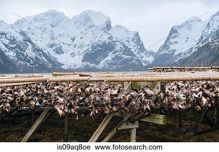 "Fish heads hanging to dry, Reine, Norway" View Large Photo Image Stock Image - "Fish heads hanging to dry, Reine, Norway". Fotosearch