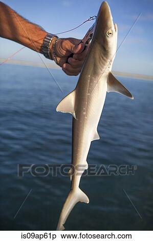 "Hand of sea fisherman holding up and releasing baby shark, Port St Joe, Florida, USA" View Large Photo Image Stock Photography - "Hand of sea fisherman holding up and releasing baby shark, Port St Joe, Florida, USA". Fotosearch