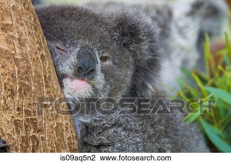 "Koala bear in tree, close-up" View Large Photo Image Stock Image - "Koala bear in tree, close-up". Fotosearch