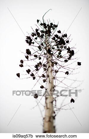 Stock Image - "Low angle view of dried yucca blossom, Big Sur, California, USA". Fotosearch
