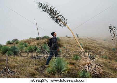 Stock Image - "Male hiker looking up at dried yucca blossom, Big Sur, California, USA". Fotosearch