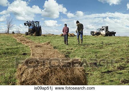 Mature farmer and son with unrolled hay stack in dairy farm field View Large Photo Image Stock Image - Mature farmer and son with unrolled hay stack in dairy farm field. Fotosearch