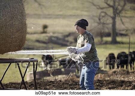 Mature farmer removing netting from hay stack in dairy farm field View Large Photo Image Stock Image - Mature farmer removing netting from hay stack in dairy farm field. Fotosearch