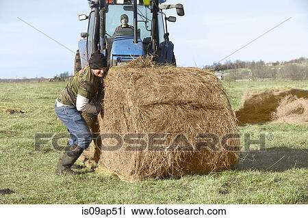 Mature farmer rolling hay stack in dairy farm field View Large Photo Image Stock Image - Mature farmer rolling hay stack in dairy farm field. Fotosearch