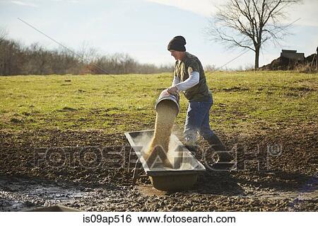 Mature male farmer pouring grain into feeding trough in field View Large Photo Image Stock Photograph - Mature male farmer pouring grain into feeding trough in field. Fotosearch