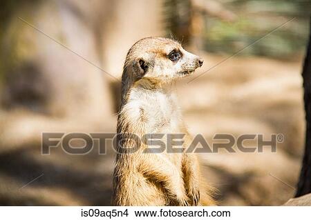 Picture - "Meerkat, standing up, close-up". Fotosearch