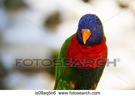 Stock Photograph - Parrot. Fotosearch