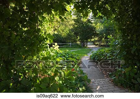 Paving and gravel path in garden with vines hanging from wooden pergola View Large Photo Image Stock Image - Paving and gravel path in garden with vines hanging from wooden pergola. Fotosearch