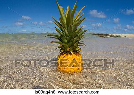 Stock Photo - Pineapple standing in shallow sea. Fotosearch