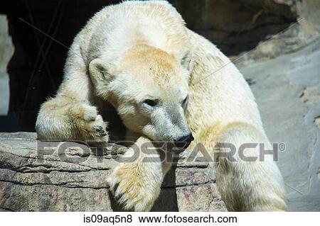"Polar bear, close-up, Alaska" View Large Photo Image Stock Photo - "Polar bear, close-up, Alaska". Fotosearch