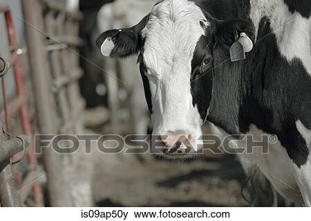 Portrait of cow in milking shed at dairy farm View Large Photo Image Stock Photo - Portrait of cow in milking shed at dairy farm. Fotosearch