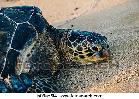 "Portrait of green sea turtle on beach, Maui, Hawaii" View Large Photo Image Picture - "Portrait of green sea turtle on beach, Maui, Hawaii". Fotosearch
