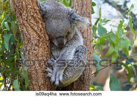"Portrait of koala bear sleeping in tree, Australia" View Large Photo Image Stock Image - "Portrait of koala bear sleeping in tree, Australia". Fotosearch