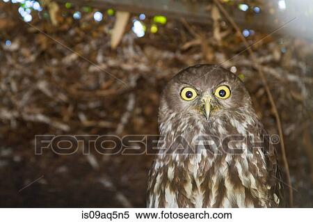 Portrait of owl View Large Photo Image Stock Photography - Portrait of owl. Fotosearch