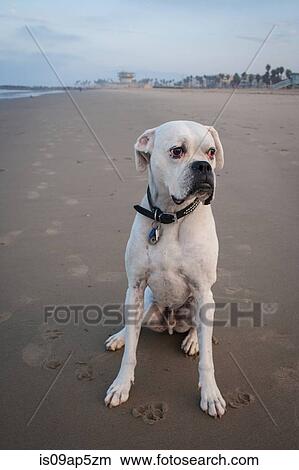 "Portrait of white boxer dog sitting on Venice Beach, California, USA" View Large Photo Image Picture - "Portrait of white boxer dog sitting on Venice Beach, California, USA". Fotosearch