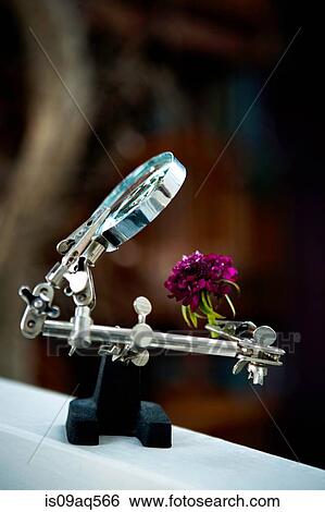Quirky flower arrangements with carnation and magnifying glass on clamp View Large Photo Image Stock Photograph - Quirky flower arrangements with carnation and magnifying glass on clamp. Fotosearch