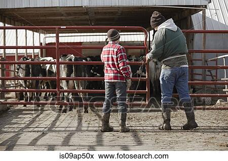 Stock Photo - Rear view of boy father closing gates in dairy farm yard. Fotosearch