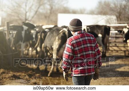 Rear view of boy herding cows in dairy farm yard View Large Photo Image Stock Photo - Rear view of boy herding cows in dairy farm yard. Fotosearch