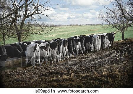 Rear view of cows feeding from trough in dairy farm field View Large Photo Image Stock Image - Rear view of cows feeding from trough in dairy farm field. Fotosearch
