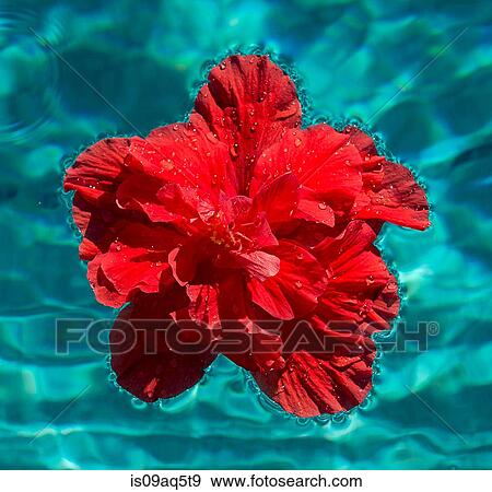 Red hibiscus flower floating in swimming pool View Large Photo Image Stock Photo - Red hibiscus flower floating in swimming pool. Fotosearch