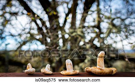 Stock Photography - Row of four picked mushrooms. Fotosearch