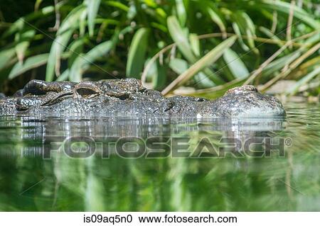 "Saltwater crocodile in water, surface level view" View Large Photo Image Stock Image - "Saltwater crocodile in water, surface level view". Fotosearch