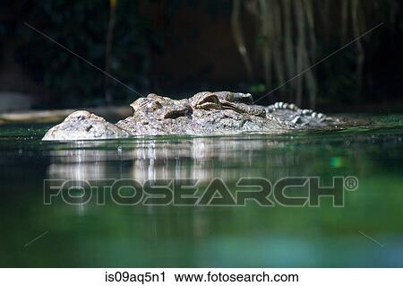 "Saltwater crocodile in water, surface level view" View Large Photo Image Stock Image - "Saltwater crocodile in water, surface level view". Fotosearch