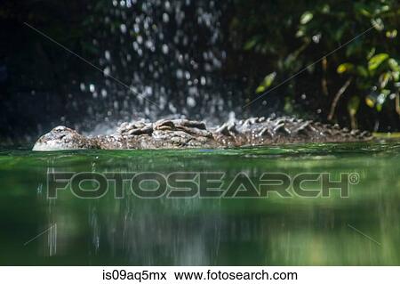 "Saltwater crocodile in water, surface level view" View Large Photo Image Stock Photo - "Saltwater crocodile in water, surface level view". Fotosearch