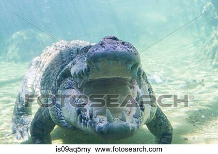 Stock Photo - Saltwater crocodile under water. Fotosearch