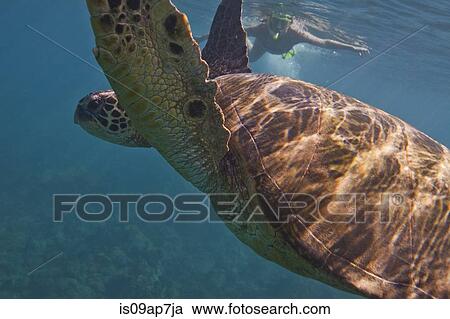 Stock Image - "Sea turtle, woman snorkelling in background". Fotosearch