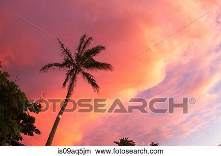 Picture - Silhouette of palm tree against pink sky. Fotosearch
