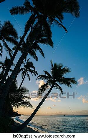 Stock Photograph - "Silhouetted beach palms at sunset, Maui, Hawaii". Fotosearch