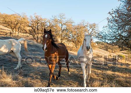 Three horses trotting in field View Large Photo Image Stock Image - Three horses trotting in field. Fotosearch