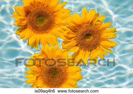 Three sunflowers floating on top of swimming pool View Large Photo Image Stock Photograph - Three sunflowers floating on top of swimming pool. Fotosearch