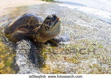 "Turtle on beach, close-up, Hawaii" View Large Photo Image Stock Image - "Turtle on beach, close-up, Hawaii". Fotosearch