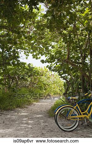 "Two bicycles parked on woodland beach path, Anna Maria Island, Florida, USA" View Large Photo Image Stock Photography - "Two bicycles parked on woodland beach path, Anna Maria Island, Florida, USA". Fotosearch