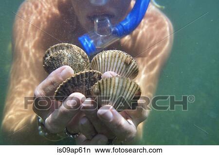 Picture - "Underwater close up of female scuba divers hands holding live scallops, Port St Joe, Florida, USA". Fotosearch