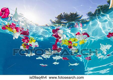 Underwater view of flower petals floating in swimming pool View Large Photo Image Picture - Underwater view of flower petals floating in swimming pool. Fotosearch