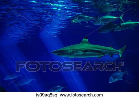 Stock Photography - "Underwater view of shark, Maui, Hawaii". Fotosearch