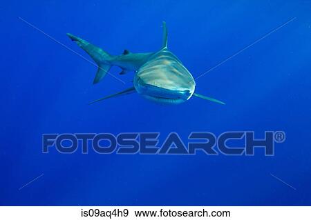 Stock Photo - "Underwater view of shark swimming in sea, Hawaii, USA". Fotosearch
