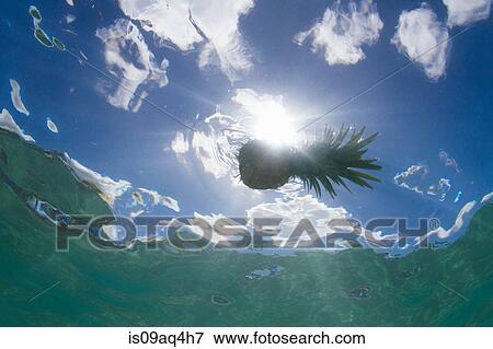 Stock Photo - Underwater view of silhouetted pineapple floating on sea. Fotosearch