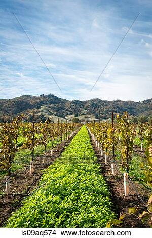 Picture - "View of vineyard and vines, Ukiah, California, USA". Fotosearch
